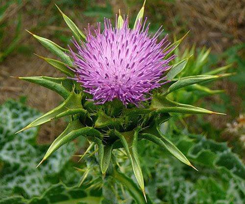 Cây Kế Sữa (Milk Thistle): Phương Thuốc Bổ Gan, Giải Độc Gan Hiệu Quả
