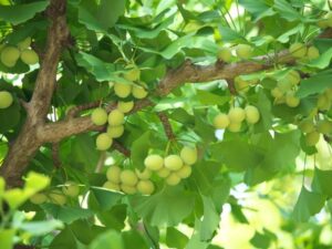 Ginkgo Biloba – Phương Thuốc Trị Đau Đầu, Hoa Mắt, Chóng Mặt Hiệu Quả