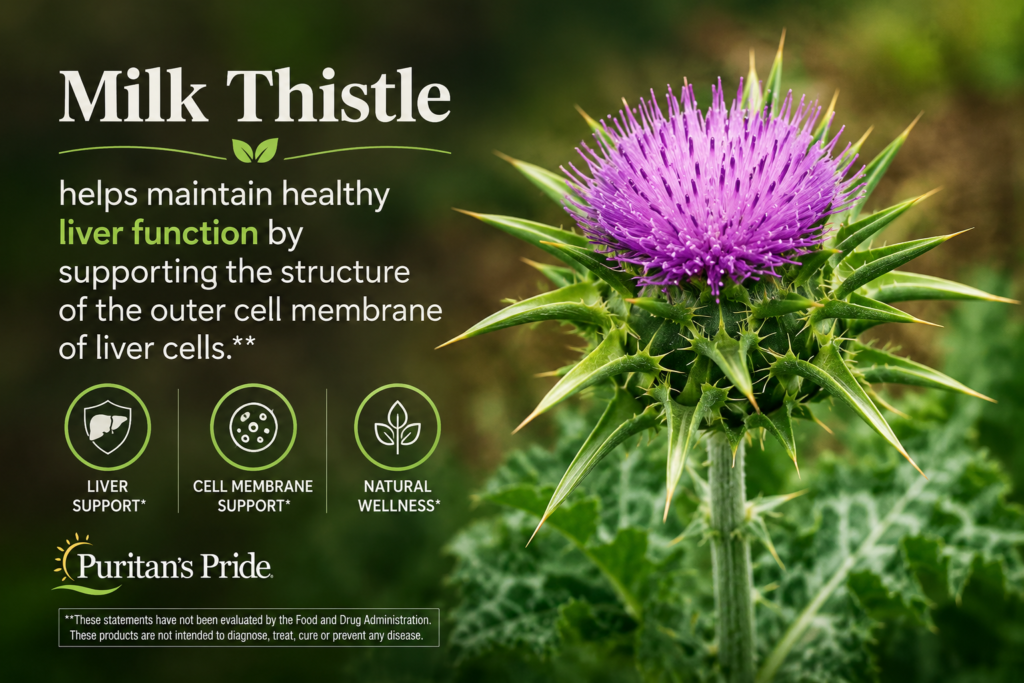 Cây Kế Sữa (Milk Thistle): Phương Thuốc Bổ Gan, Giải Độc Gan Hiệu Quả