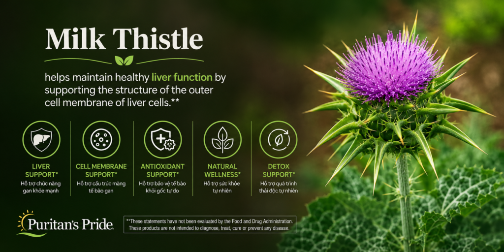 Công Dụng Bổ Gan Giải Độc Gan Hạ Men Gan Của Milk Thistle