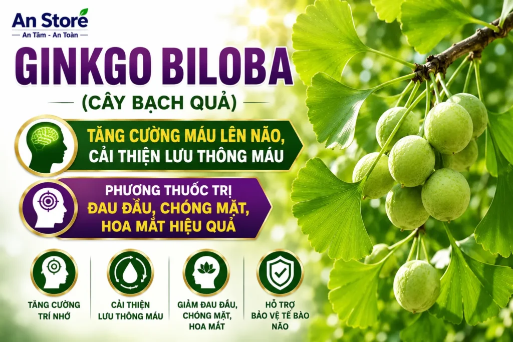 Ginkgo Biloba Có Thật Sự Giúp Tăng Tuần Hoàn Máu Não?